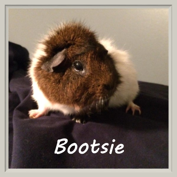 Bootsie our classroom pet